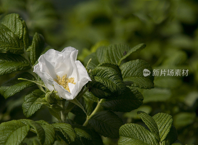 Rosa rugosa -日本玫瑰